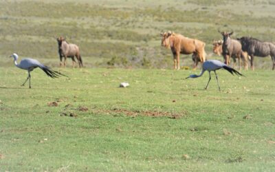 Blue Wildebeest