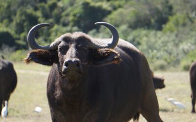 African Cape Buffalo