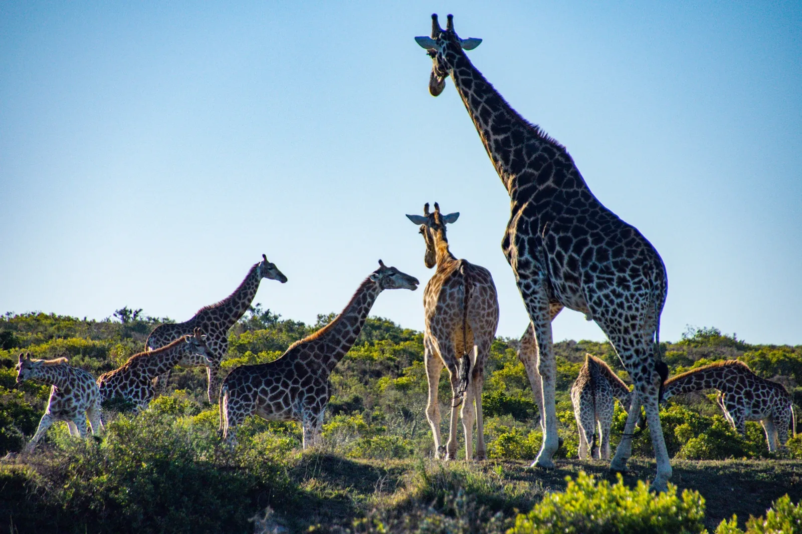 A Herd of Giraffe