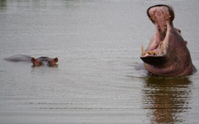 Hippopotamus on Bergsig Game Farm