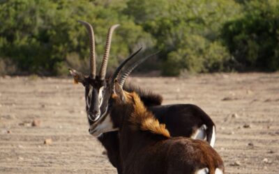 Sable Antelope