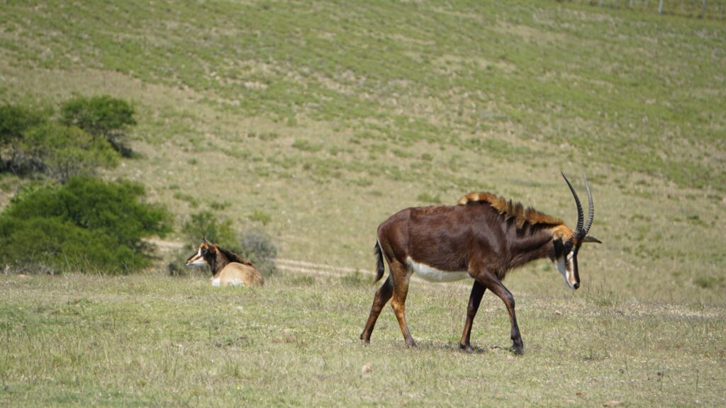 Sable Antelope 3