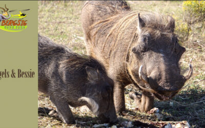 Warthog