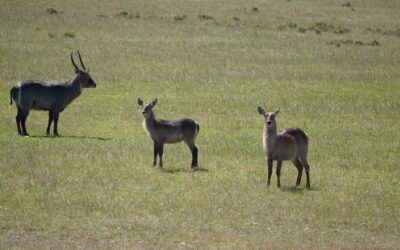 Waterbuck